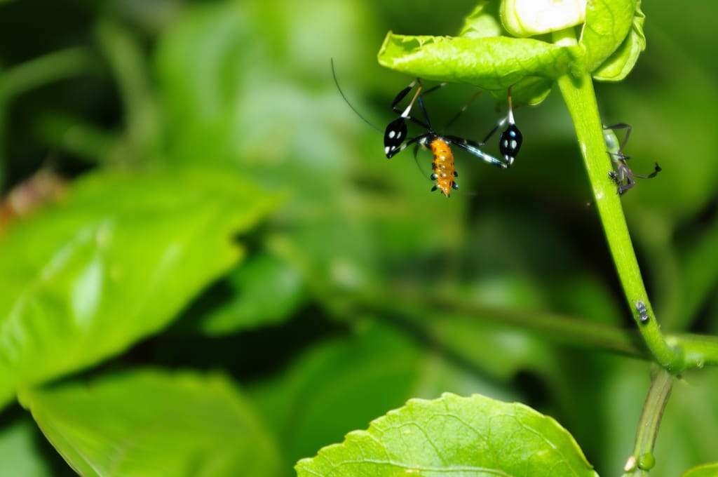 Imitare la natura per salvare il pianeta  Come funziona la blue economy