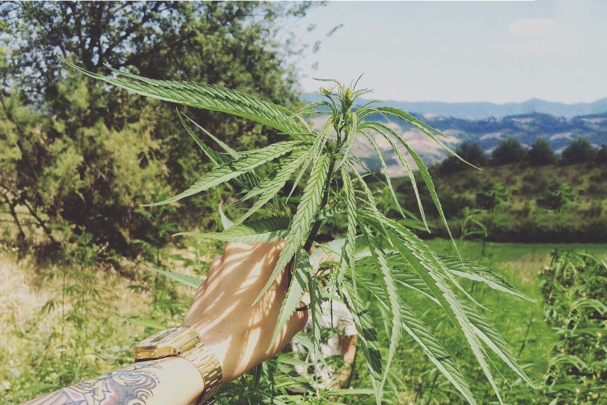 Come si coltiva la canapa industriale in Abruzzo