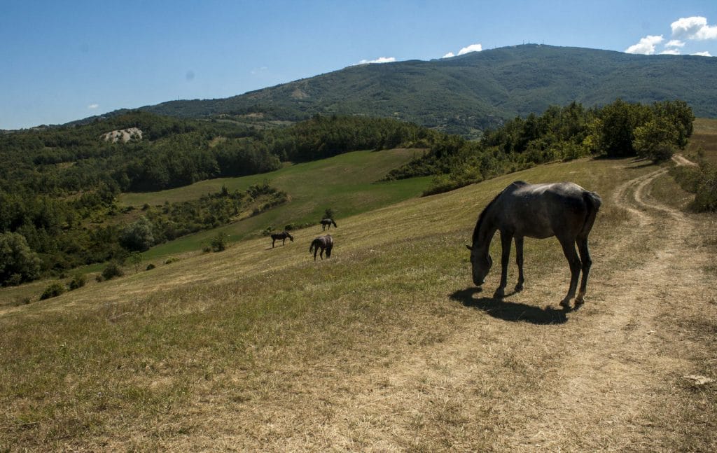 Ritorno alla campagna: perché sempre più giovani riscoprono l’agricoltura