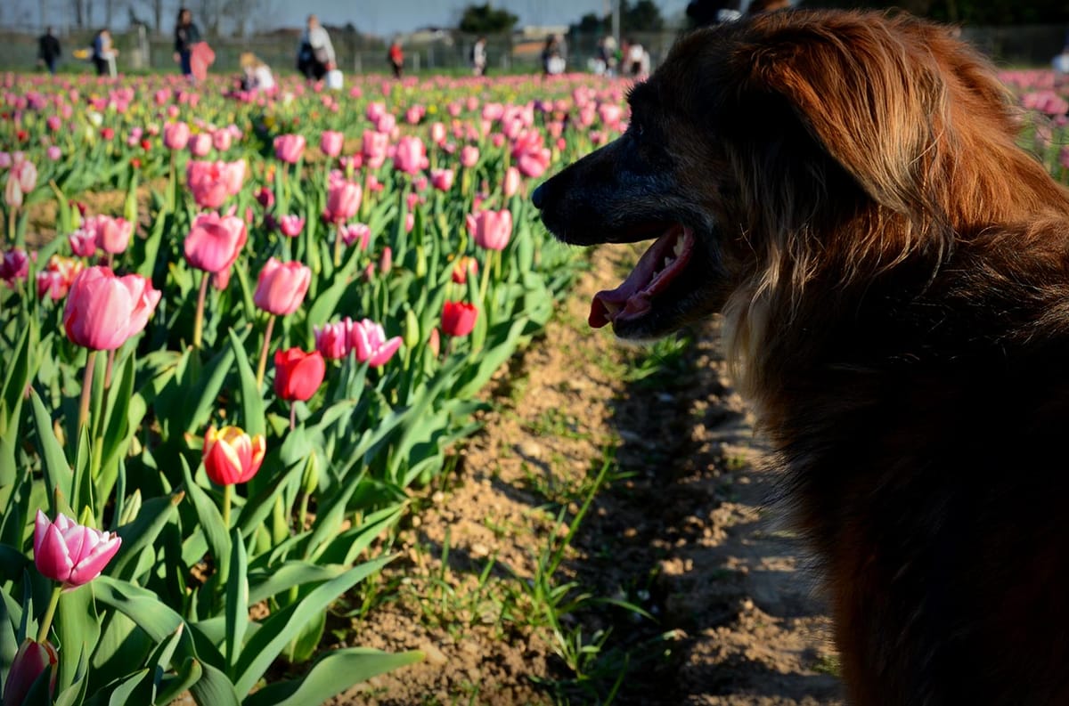 Che belli i tulipani di Cornaredo