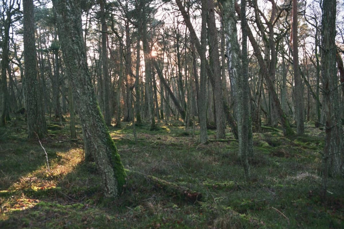 Perché fare un giro sulla costa baltica in pieno inverno è un’ottima idea