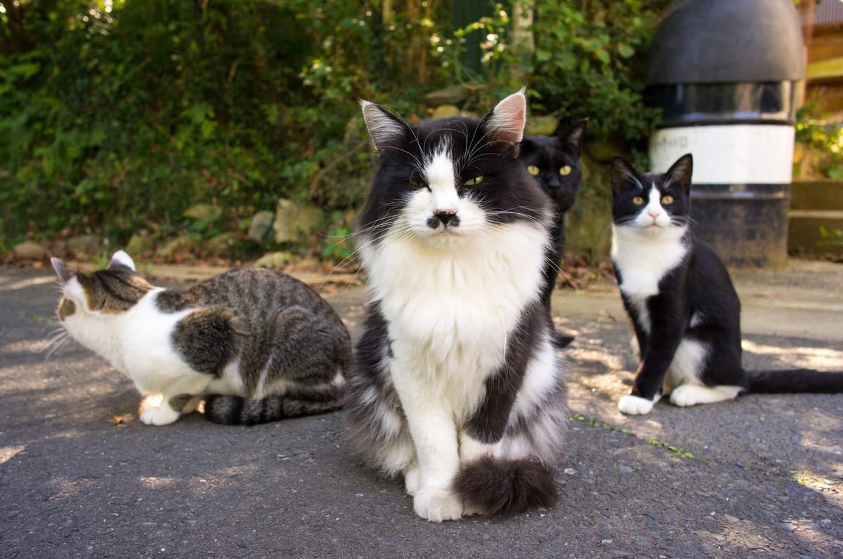 Tashirojima, l’isola giapponese con più gatti che esseri umani