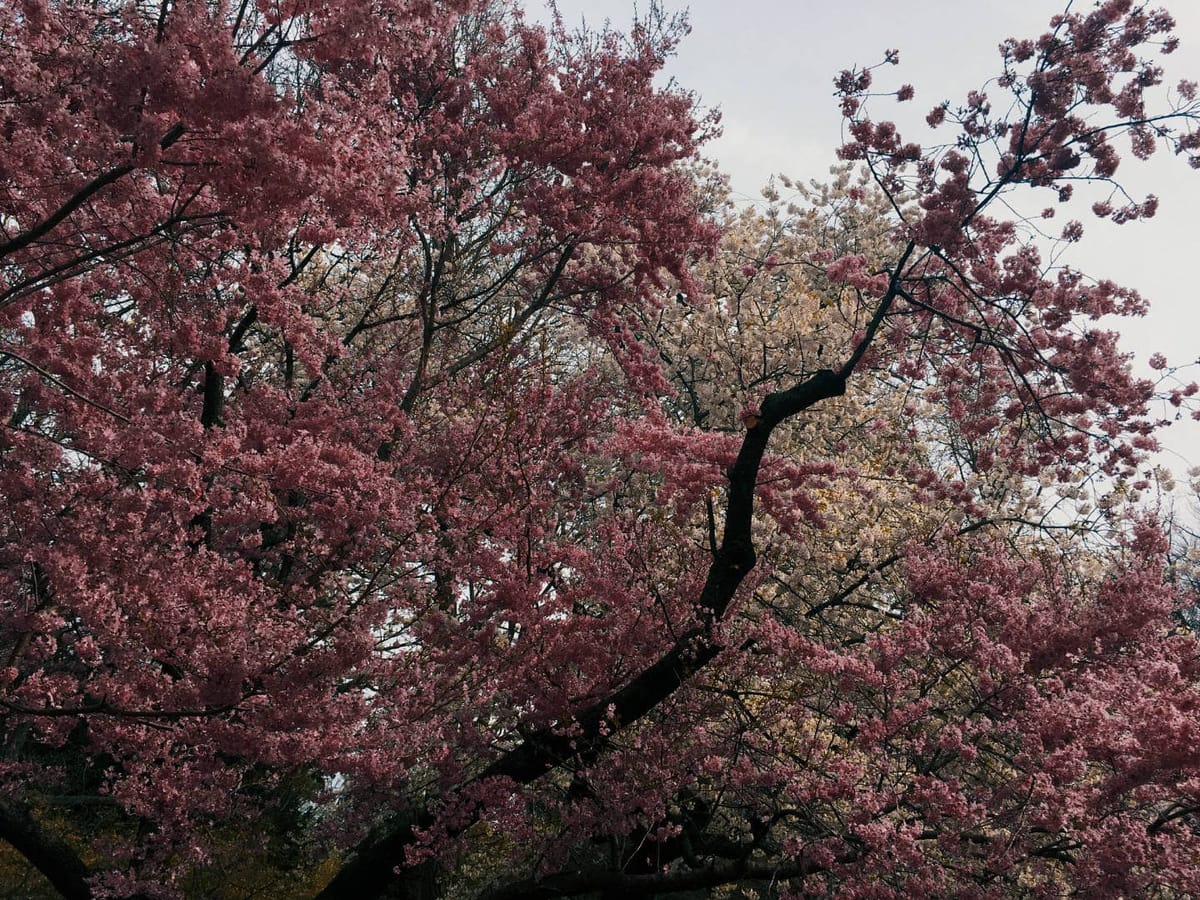 A Brooklyn neanche i ciliegi in fiore riescono a essere zen