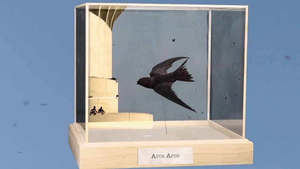 Diorama è il film che racconta il bird watching di città che non avete mai visto