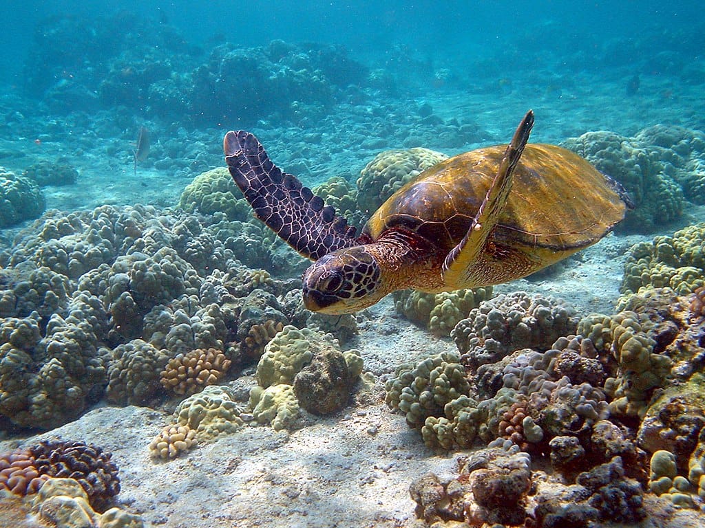 Le attività umane stanno decimando le tartarughe marine