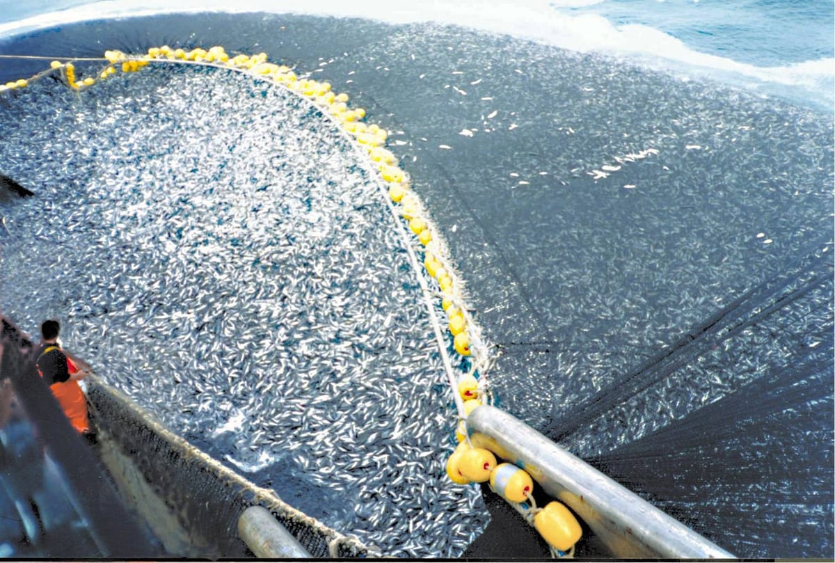 Prima finirà il pesce, poi gli esseri umani