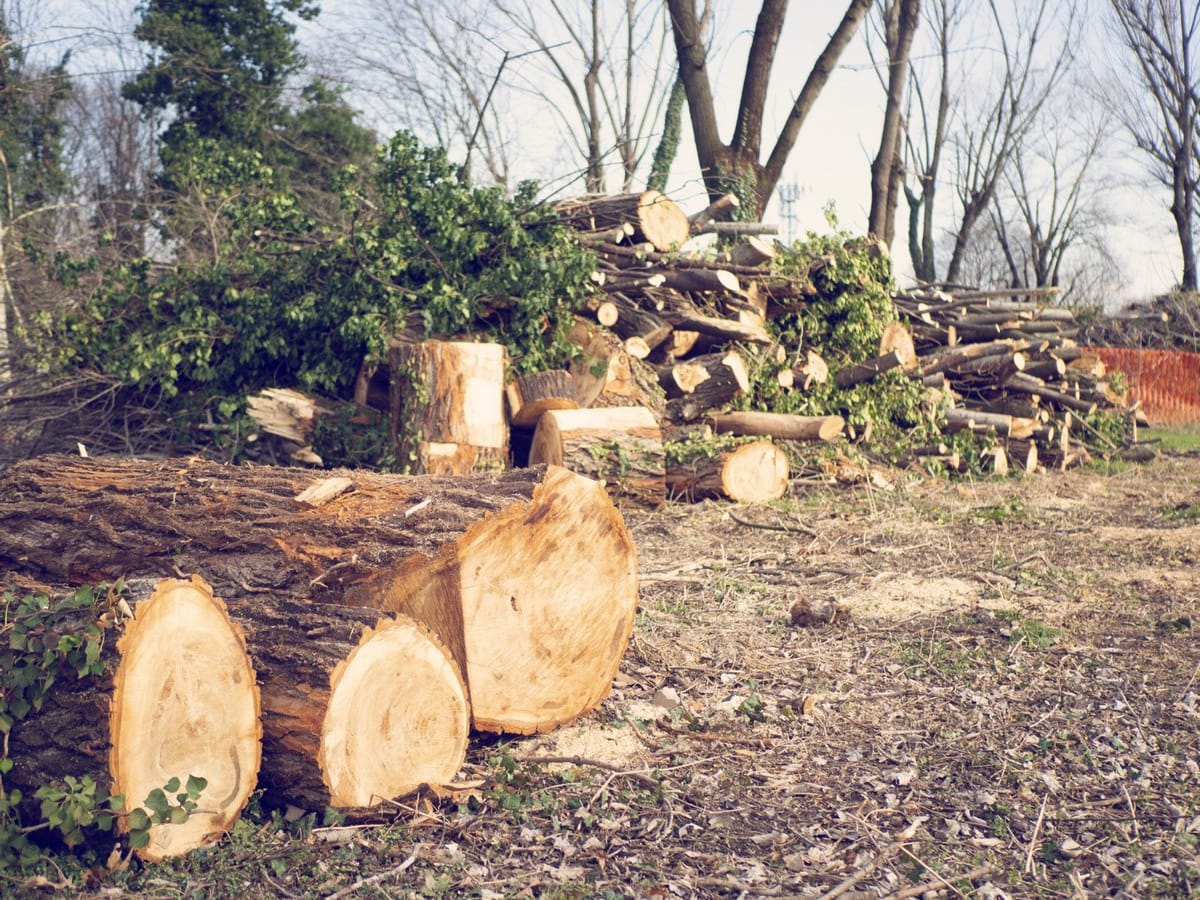 Il taglio del bosco La Goccia durante la quarantena