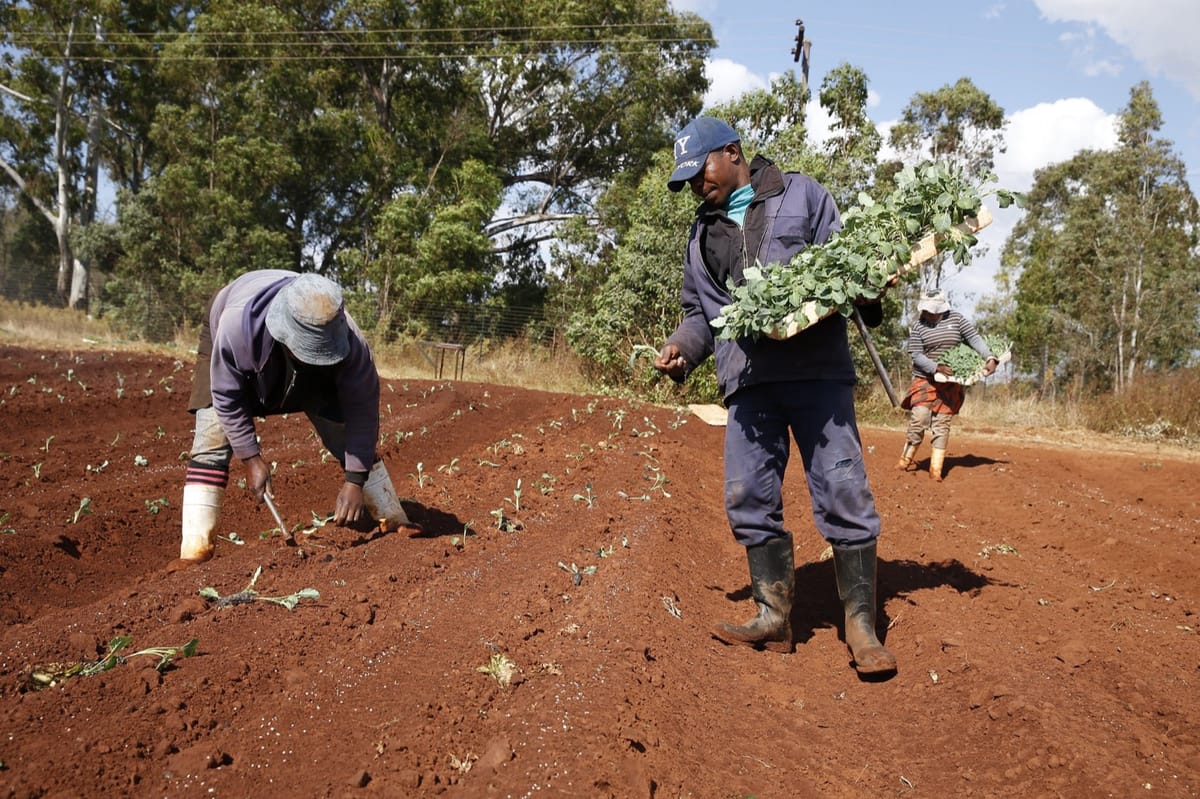 L’agricoltura italiana ha due problemi: la pandemia e lo sfruttamento