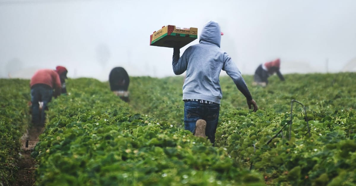 Perché la sanatoria per i lavoratori stranieri è stata un fallimento