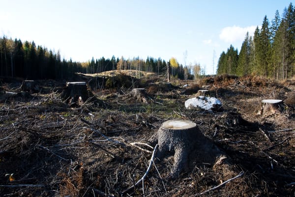 Un prototipo abitativo per combattere la deforestazione in Malawi