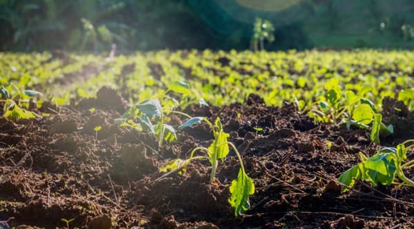 Un forum internazionale per rendere possibile l’alimentazione sostenibile