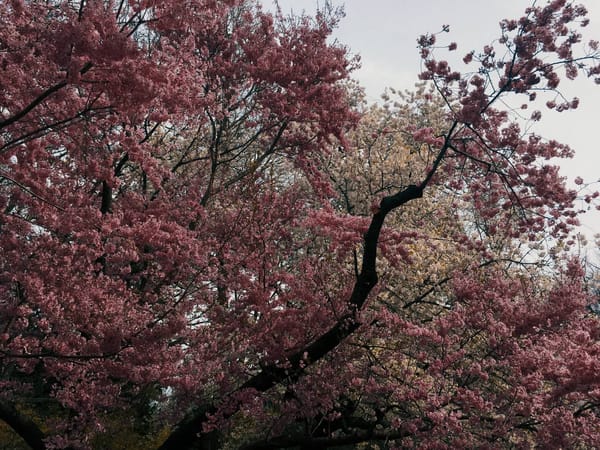 A Brooklyn neanche i ciliegi in fiore riescono a essere zen