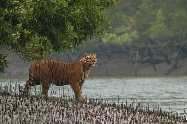 Perdita di habitat e bracconaggio stanno decimando le tigri