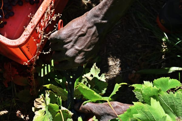 Abbiamo incontrato gli attivisti viticoltori di Granja Farm, che fanno il vino nel cantiere della TAV