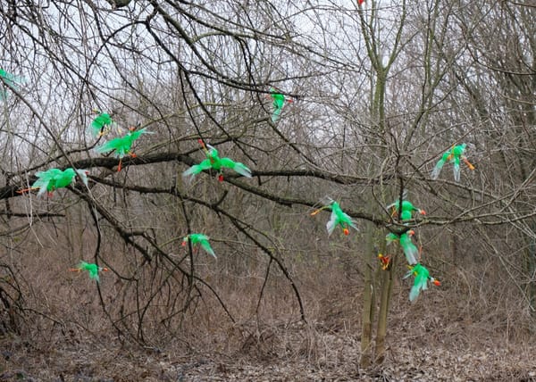 La “riqualificazione” urbana sta minacciando il parco La Goccia di Milano