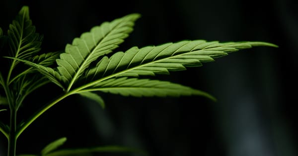 Perché è così difficile legalizzare la cannabis in Italia?