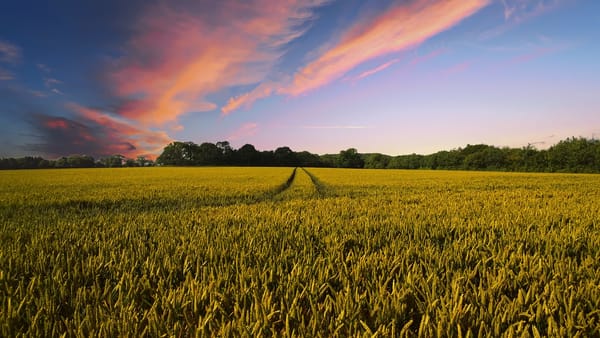 La crisi del grano nella crisi ucraina