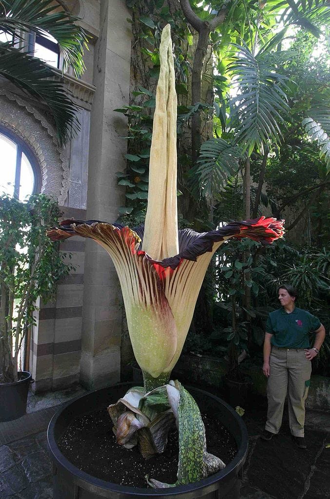 677px-amorphophallus_wilhelma