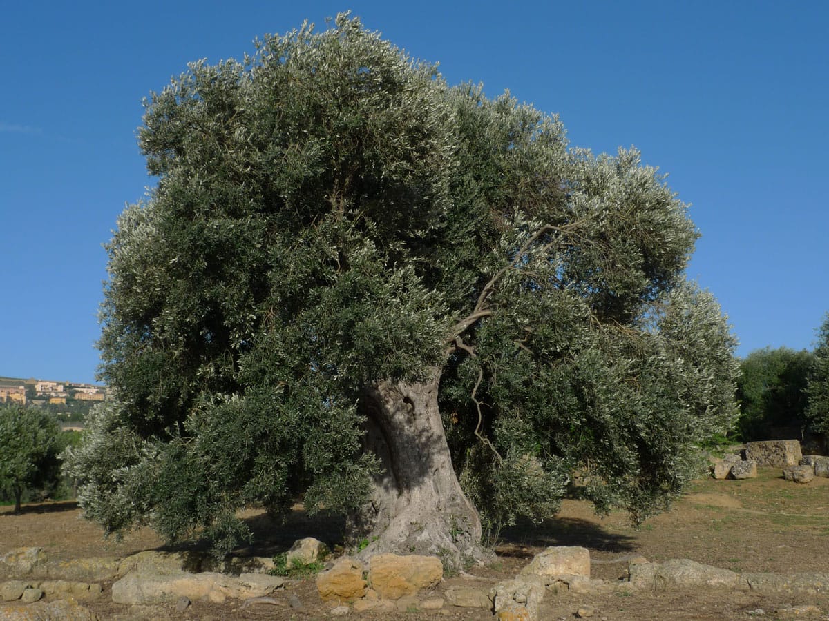 ulivo_di_agrigento