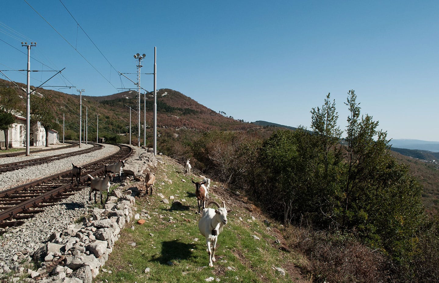 Alla stazione di Meja, sulle montagne alle spalle di Fiume, ci sono più capre che umani.