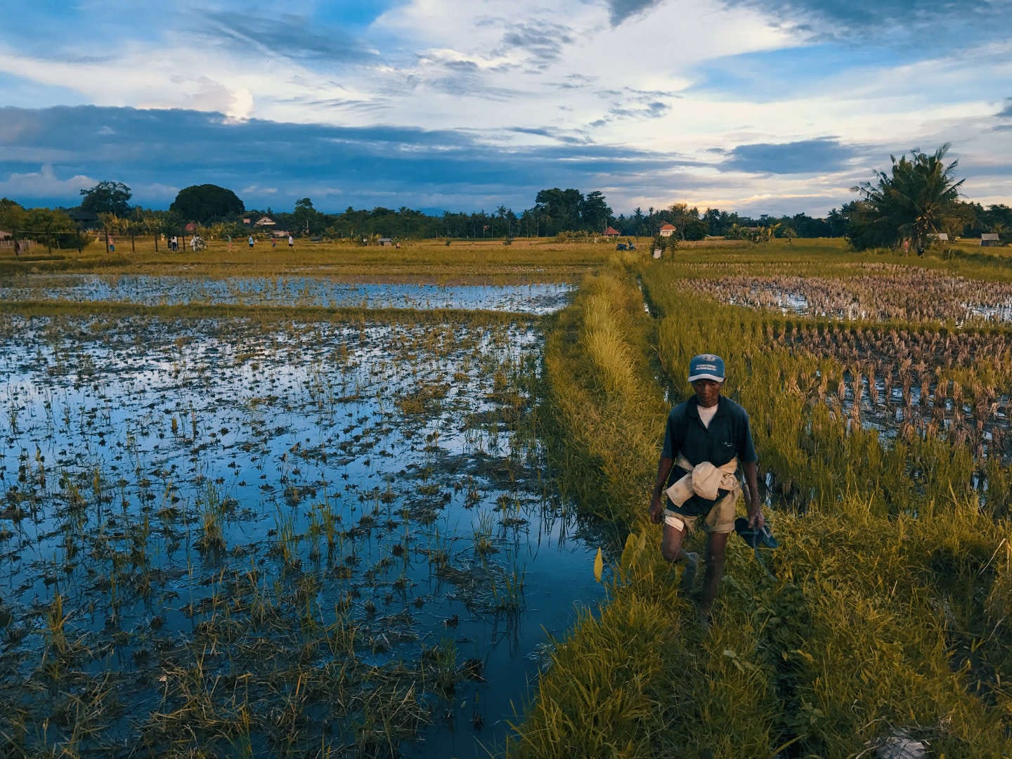 Un contadino nelle risaie alle spalle di Ubud