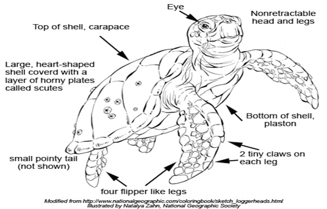 turtle1