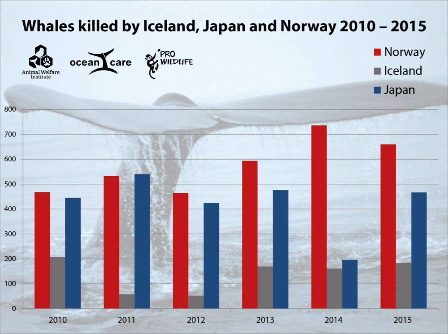 whales-killed-by-japan