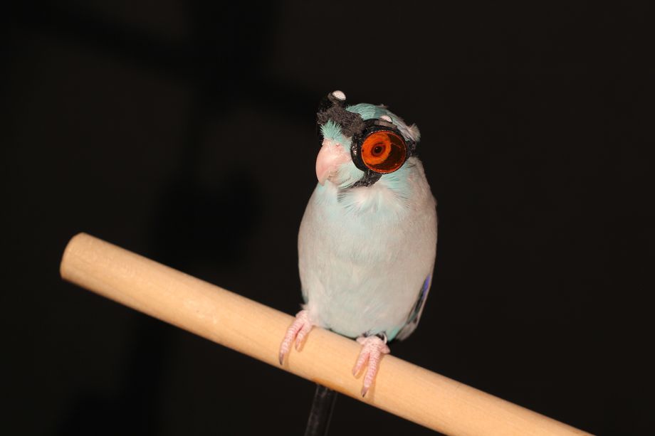 bird_with_laser_goggles_img_9648-0