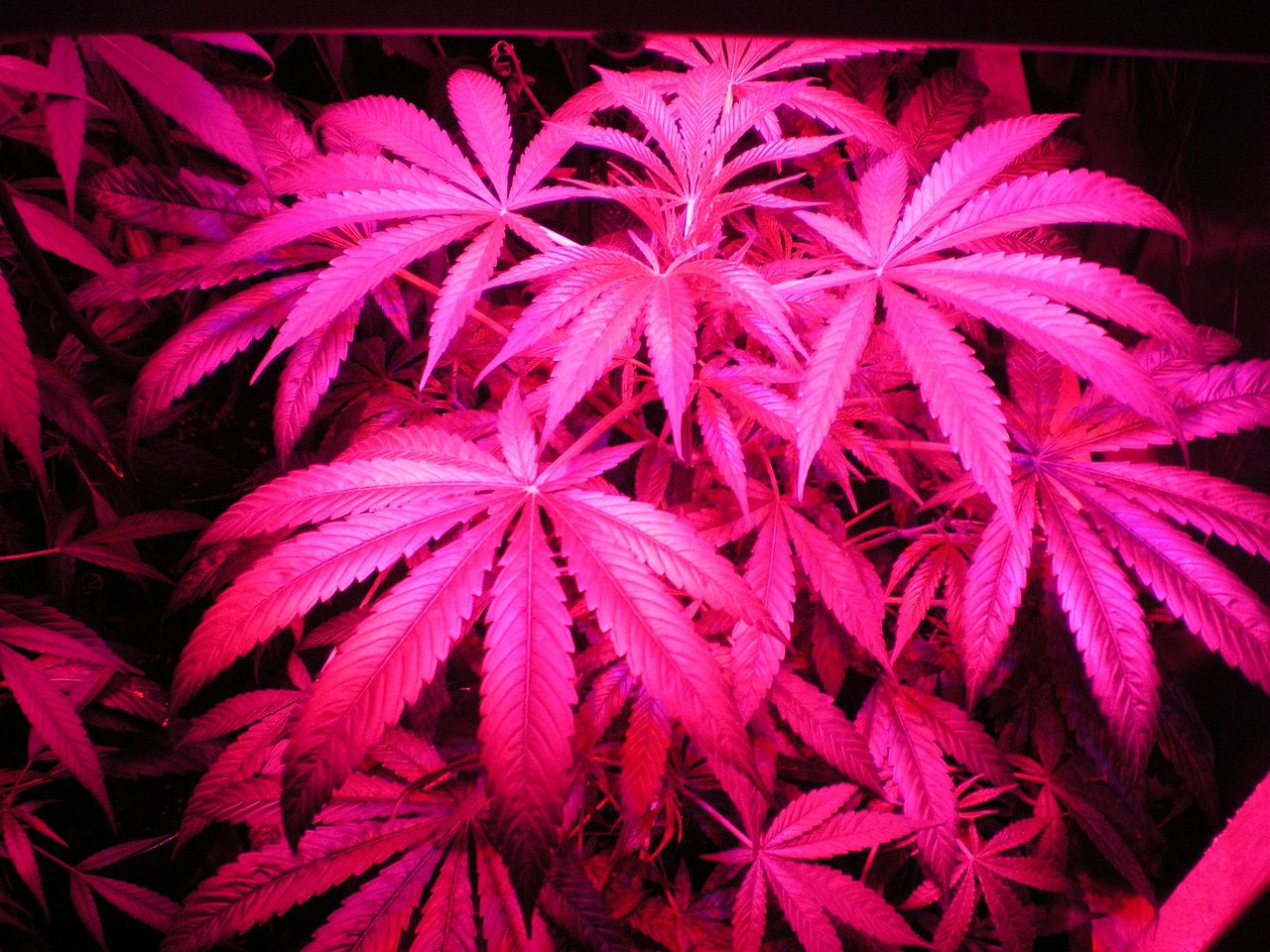 1280px-indoor_hybrid_medical_cannabis_gro5