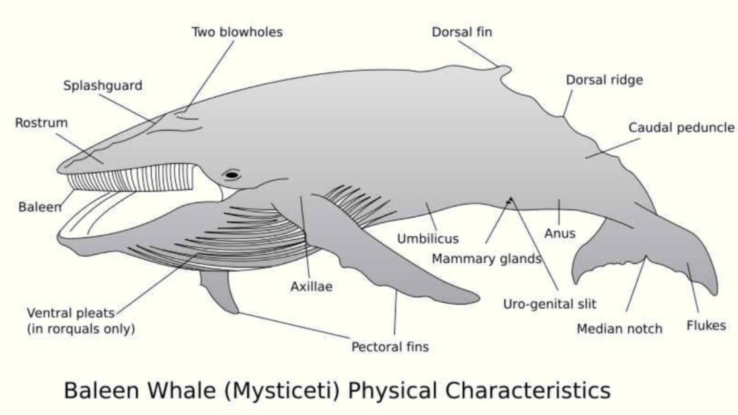 anatomia-balene